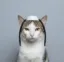 The Jewish Cat icon