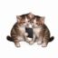 Copycat icon