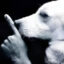 Shh icon