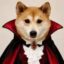 Vamp Inu icon