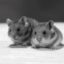 Boris And Natasha icon