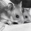 Boris and natasha icon