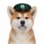 hachi icon