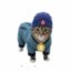 Zakura Cat icon