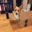 AMAZON INU icon