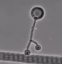 LITECOINER icon