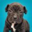 Elon Musk's New Adopted Dog icon