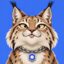 ChainLynx icon