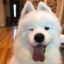 Fluffy White Dog icon