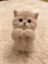 KITTY CAT icon
