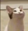 FLATCAT icon