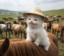 Horse Cat icon