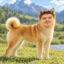 duve inu icon