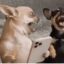 Mobile phone dog icon