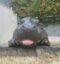 HIPPO icon