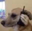 Dog On Call icon