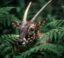 SAOLA icon
