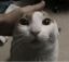 CATRAM icon