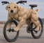 Degebike icon