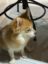 Golden Problematic Doggy icon