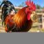 Buy The Cock icon