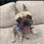 DoogyDog icon