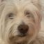 Loic icon