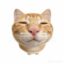 orangecat icon