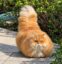 MOPCAT icon