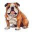 Bull Dog icon