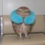 owl wif pillow icon