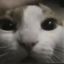 RAMCAT icon