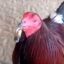 Kentucky Fried Chicken icon