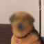 Dog with Privacy icon