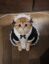 Purrsonal assistant icon