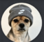HYPEDOG icon