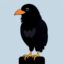 Ape Crow icon