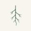 Roots icon