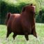HONSE icon