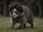 Jimothee Chalamet icon