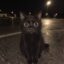 Parking Cat icon