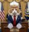 Trump Cat Leader icon
