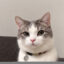Doxxed Cat icon
