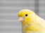 CANARY icon