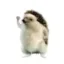 Tesla Hedgehog icon