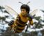 BruceBee icon