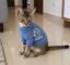 Sweater Cat icon