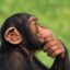 Thinking Ape icon