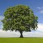 Tree icon