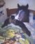 horseonfomo icon